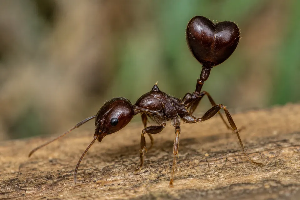 Acrobat ant (Crematogaster spp.) — identification photo