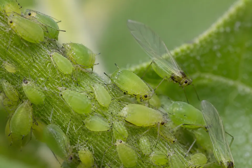 Aphid (Aphididae) — identification photo