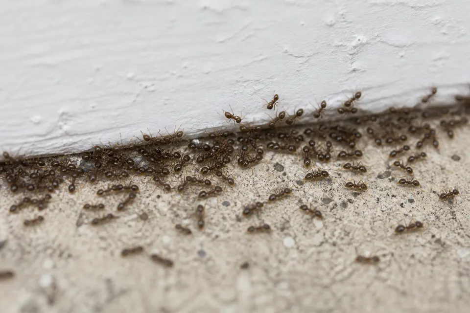 Argentine ant (Linepithema humile) — identification photo