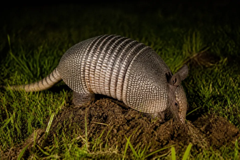Nine-banded armadillo (Dasypus novemcinctus) — identification photo