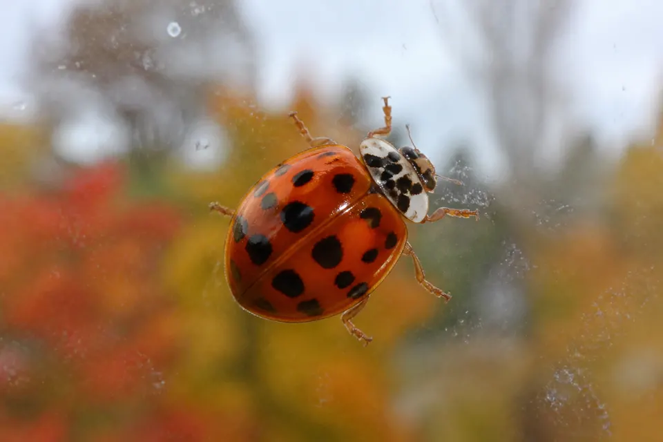 Asian lady beetle (Harmonia axyridis) — identification photo