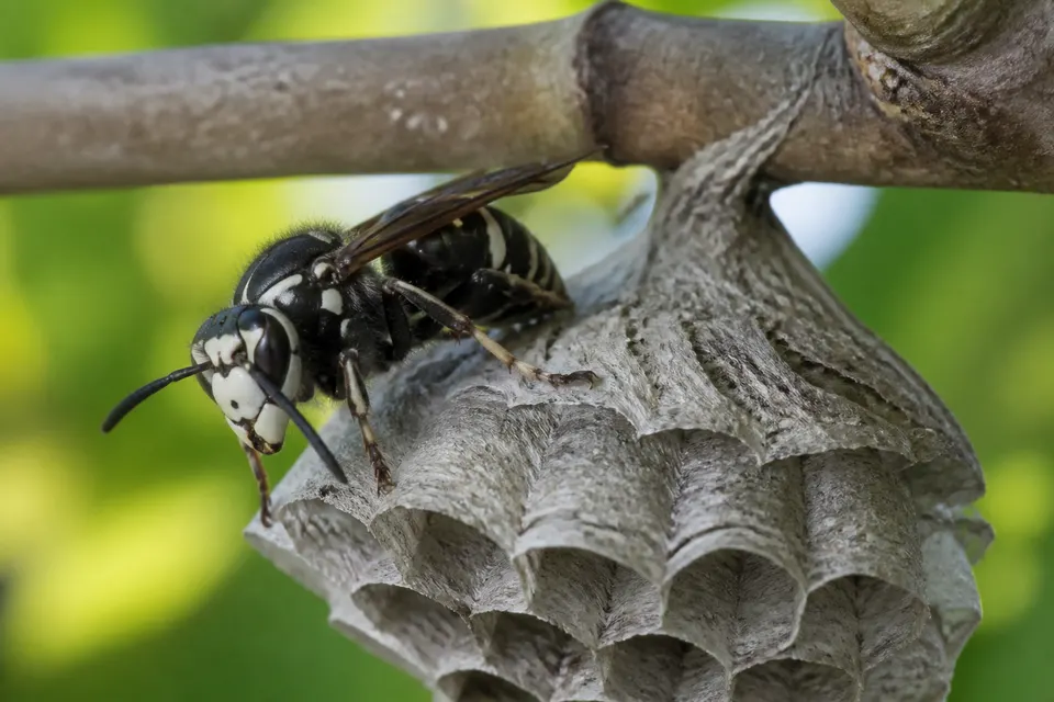 Bald-faced hornet (Dolichovespula maculata) — identification photo