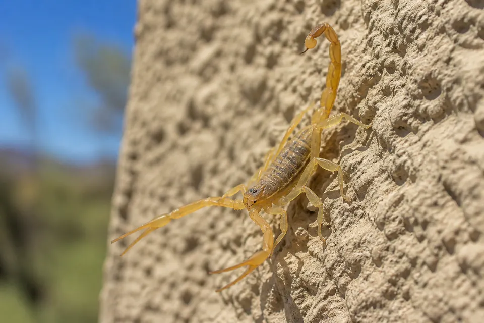 Bark scorpion (Centruroides sculpturatus) — identification photo