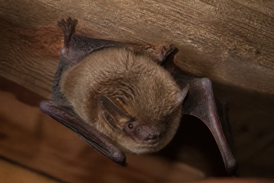 Bat (structure occupancy) (Chiroptera (various US species)) — identification photo