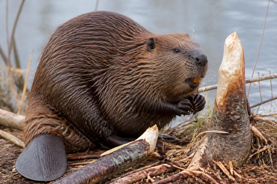 American beaver (Castor canadensis) — identification photo