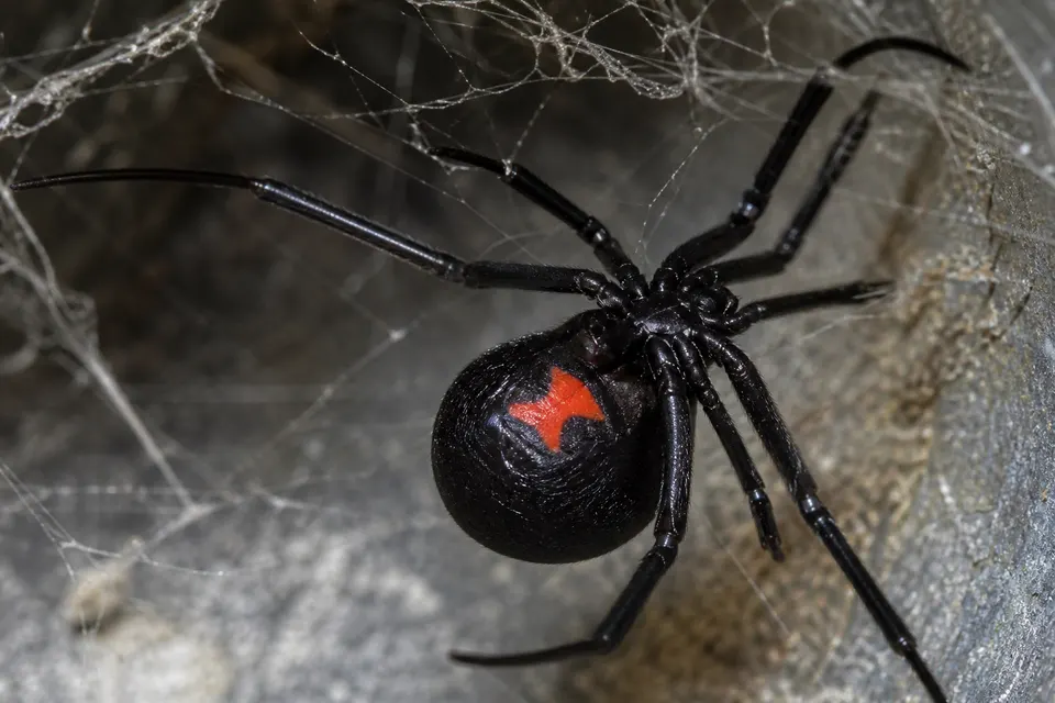 Black widow (Latrodectus spp.) — identification photo