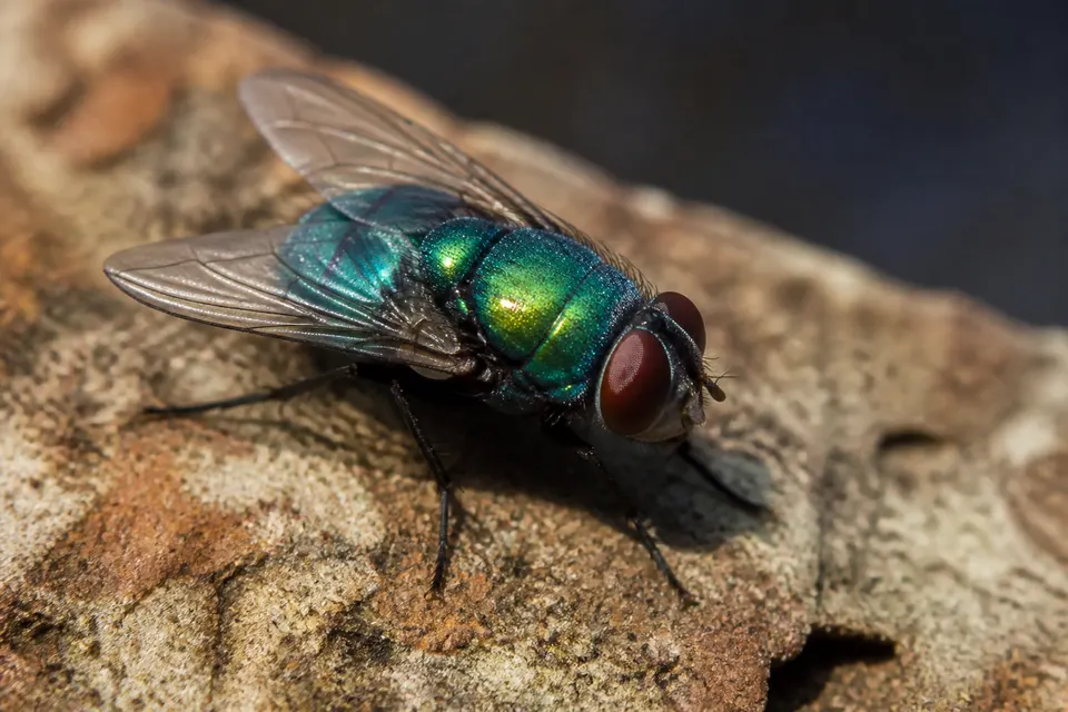 Blow fly (Calliphoridae) — identification photo