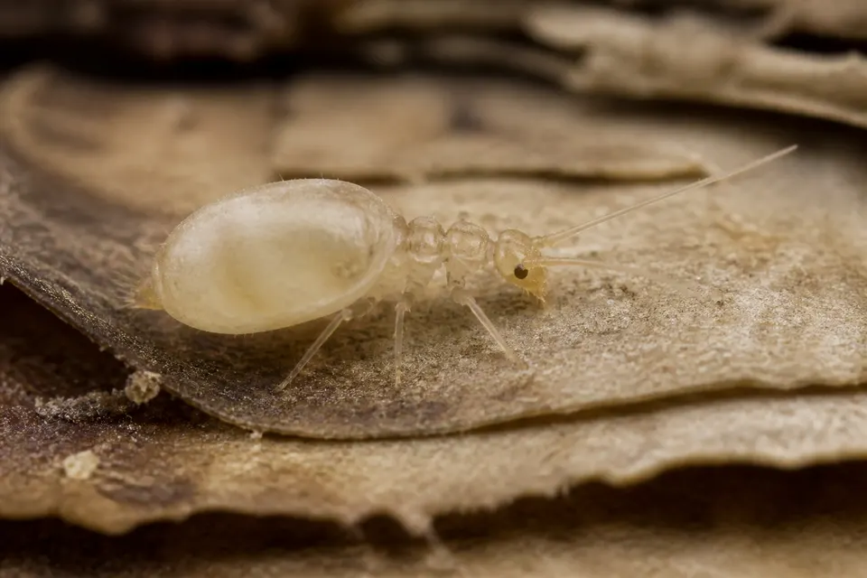 Booklouse (Psocoptera (Liposcelis and others)) — identification photo