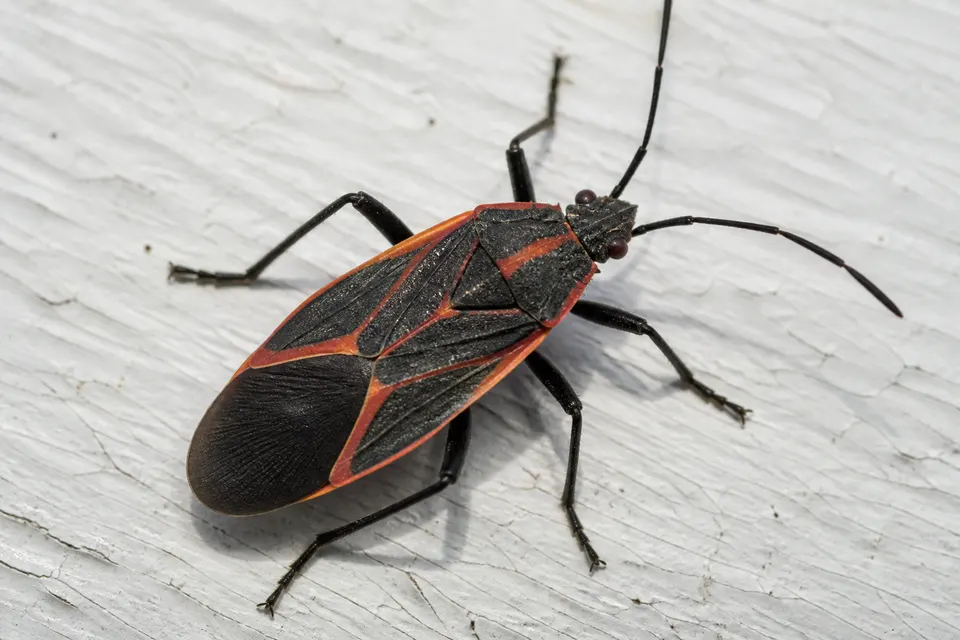 Boxelder bug (Boisea trivittata) — identification photo