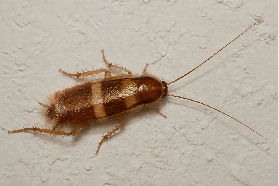 Brown-banded cockroach (Supella longipalpa) — identification photo