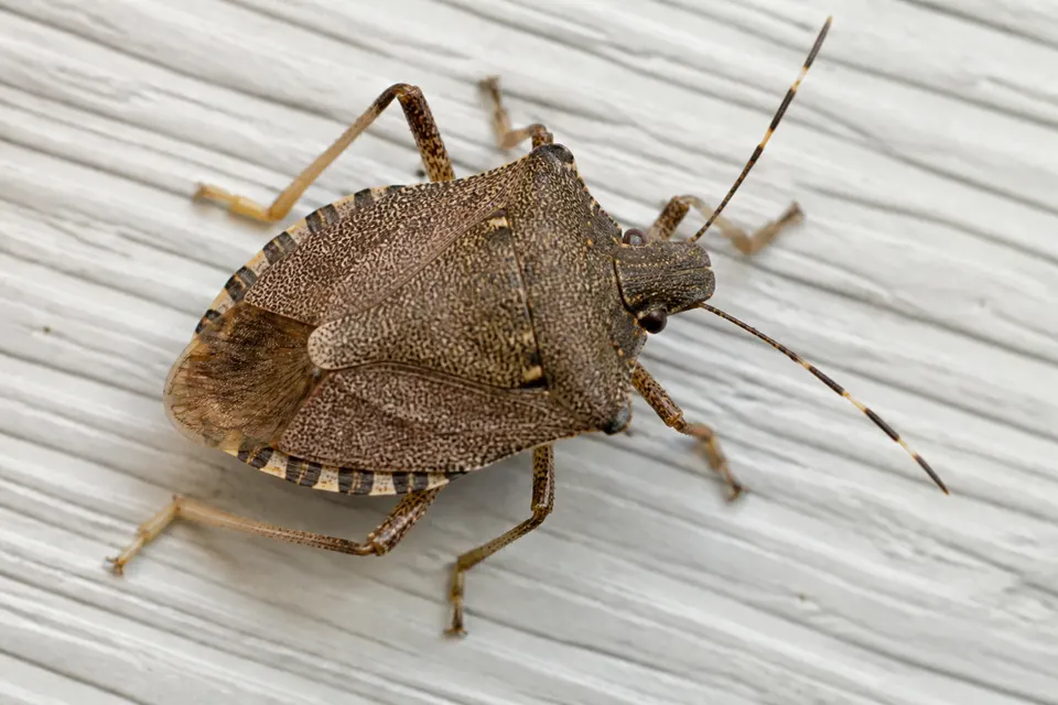Brown marmorated stink bug (Halyomorpha halys) — identification photo