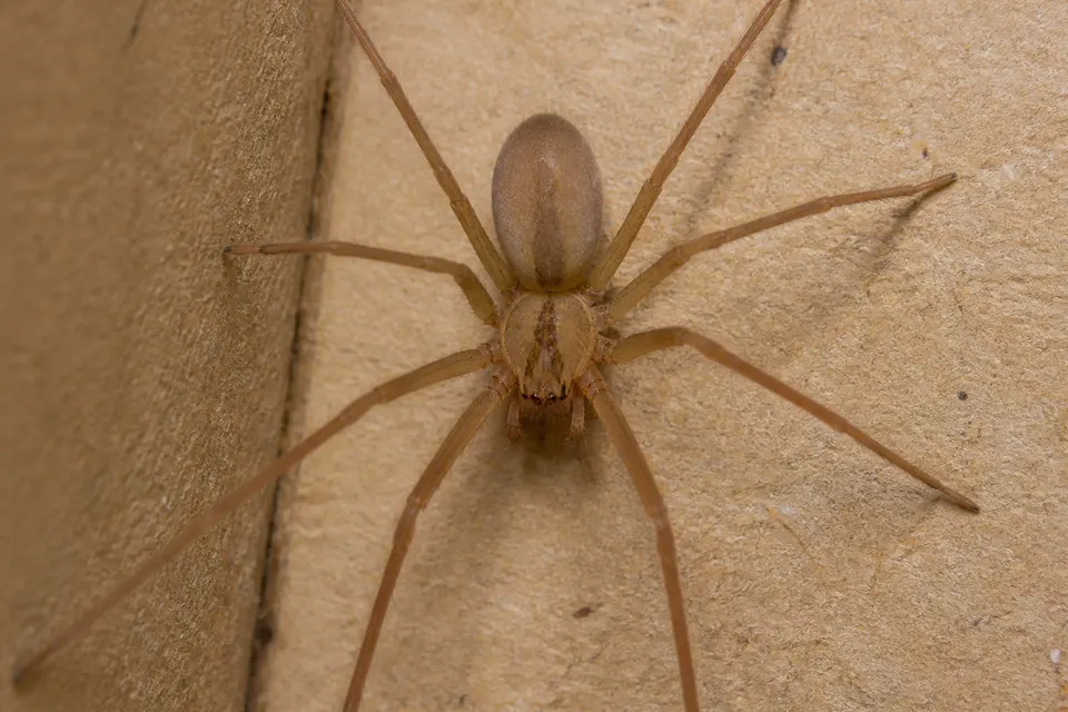 Brown recluse (Loxosceles reclusa) — identification photo
