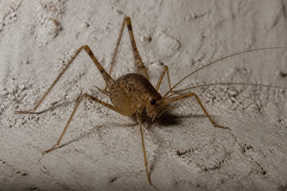 Camel cricket (Rhaphidophoridae) — identification photo