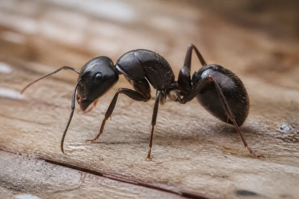 Carpenter ant (Camponotus spp.) — identification photo
