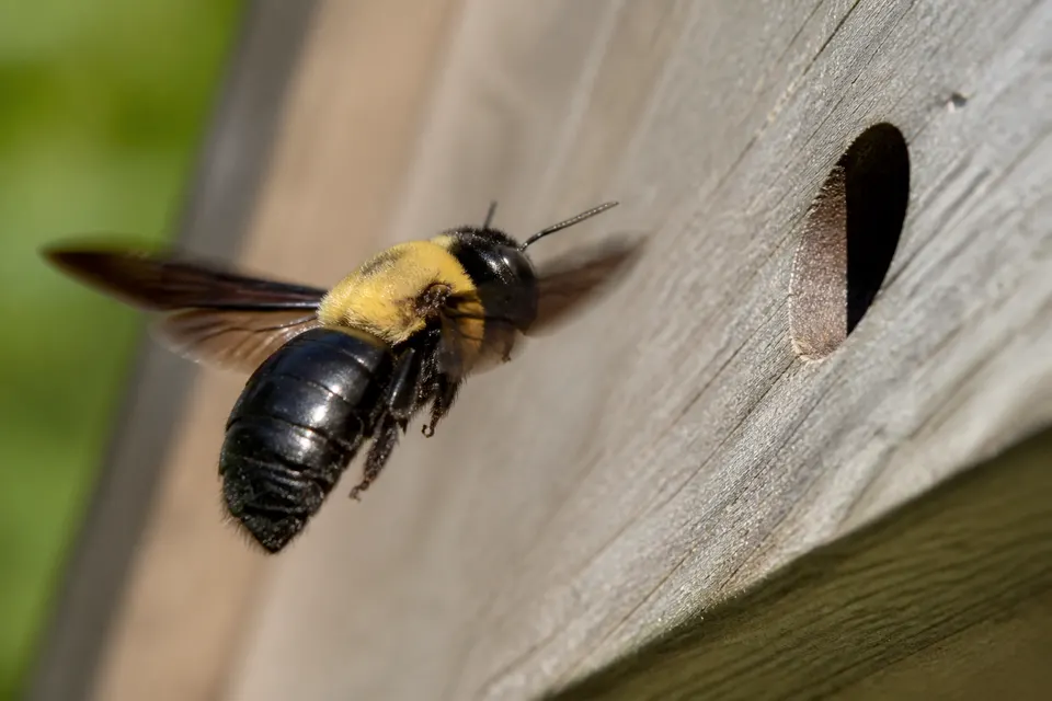 Carpenter bee (Xylocopa spp.) — identification photo