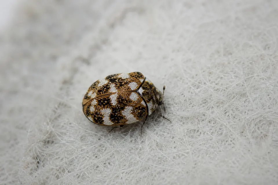Carpet beetle (Anthrenus and Attagenus spp.) — identification photo