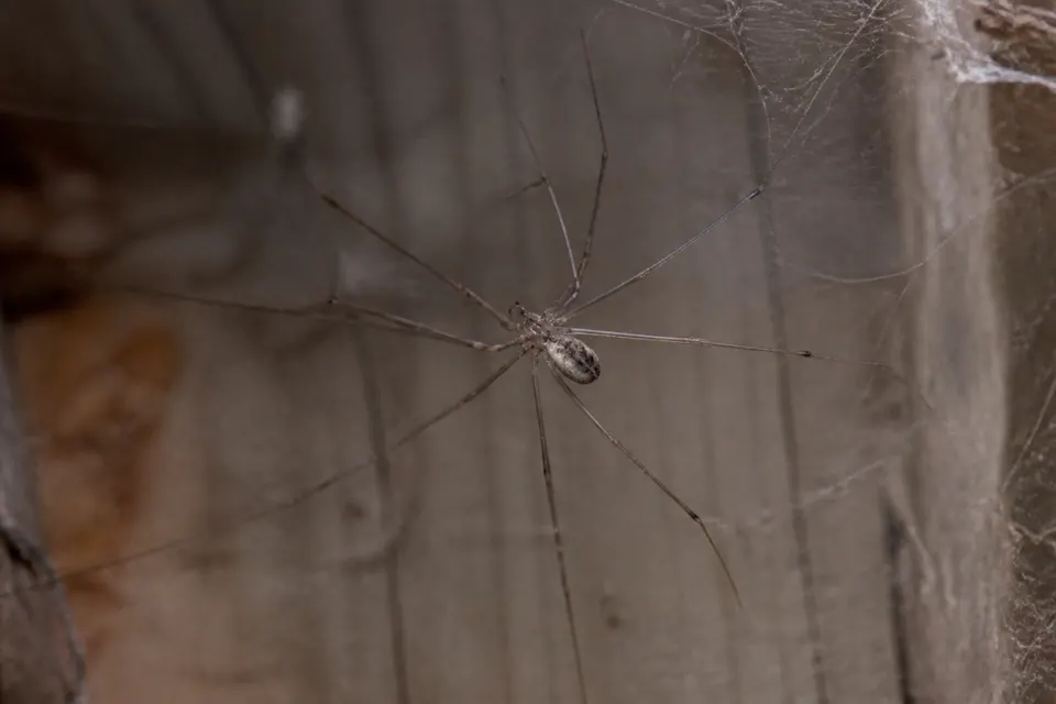 Cellar spider (Pholcidae) — identification photo
