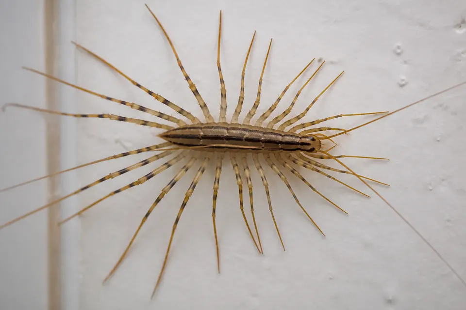 House centipede (Scutigera coleoptrata) — identification photo