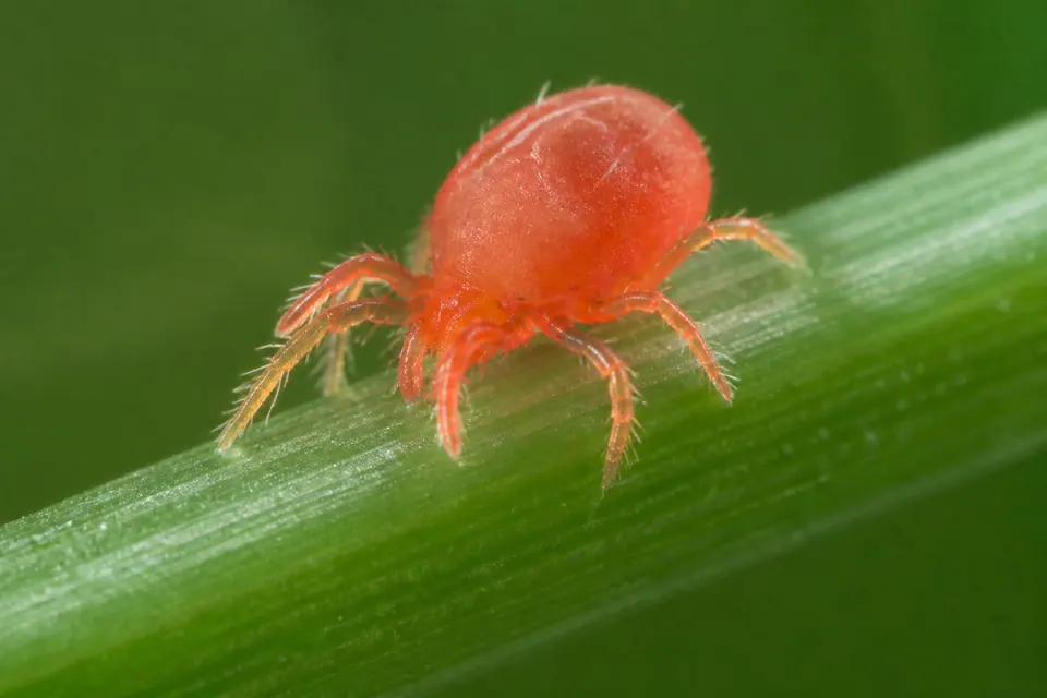 Chigger (Trombiculidae larvae) — identification photo
