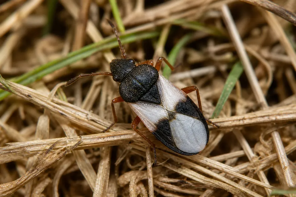 Chinch bug (Blissus spp.) — identification photo
