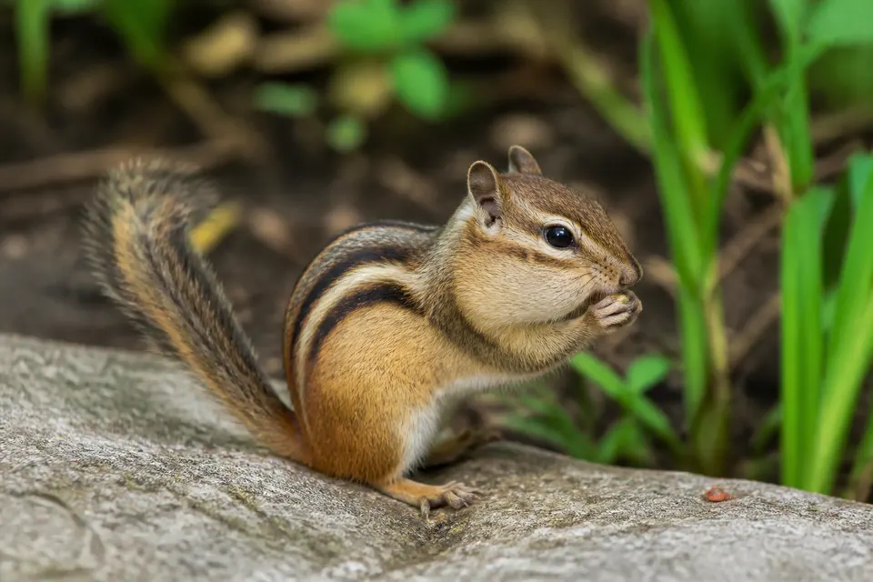 Chipmunk (Tamias / Neotamias spp.) — identification photo