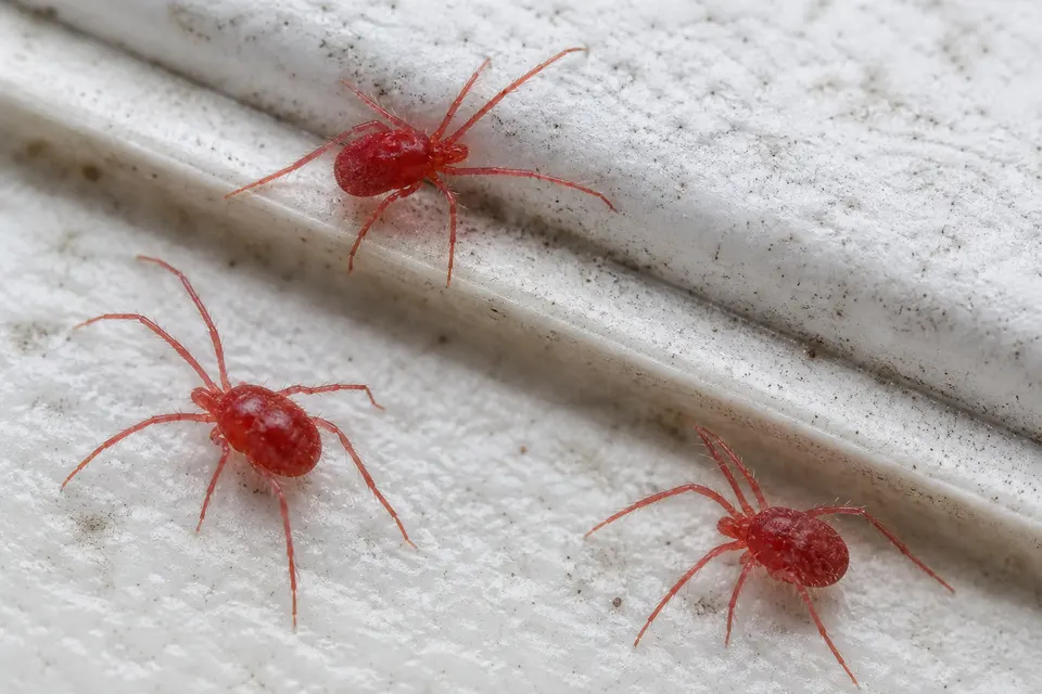 Clover mite (Bryobia praetiosa) — identification photo
