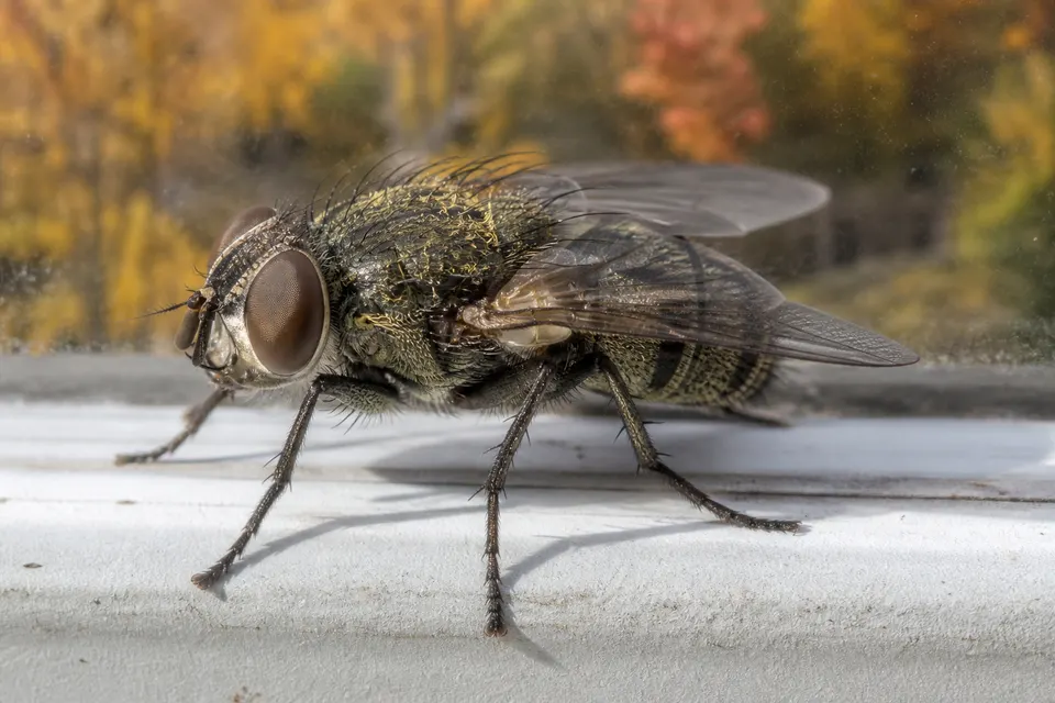 Cluster fly (Pollenia spp.) — identification photo