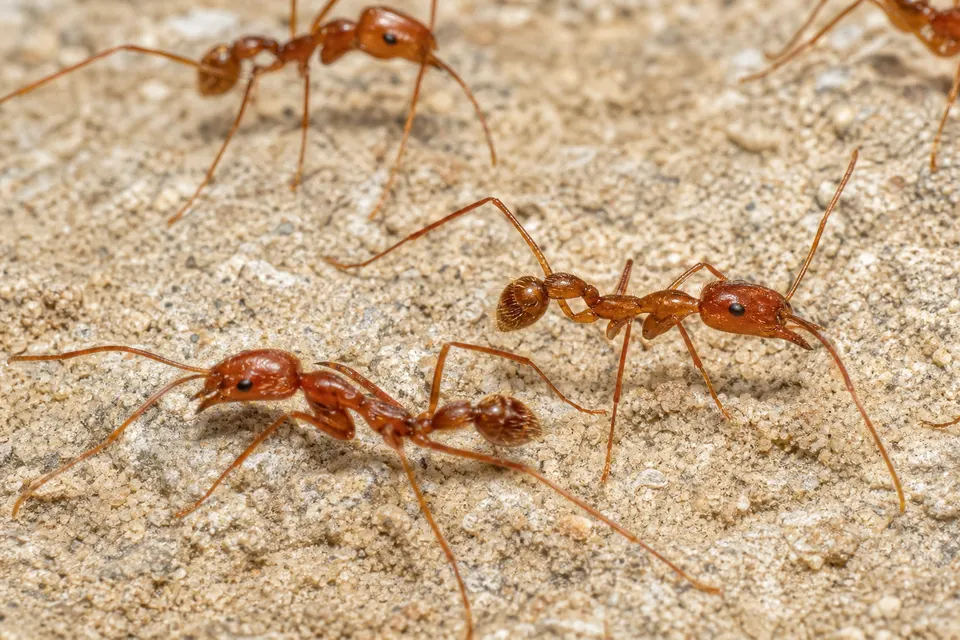 Crazy ant (including tawny crazy ant) (Nylanderia fulva and other “crazy” species) — identification photo