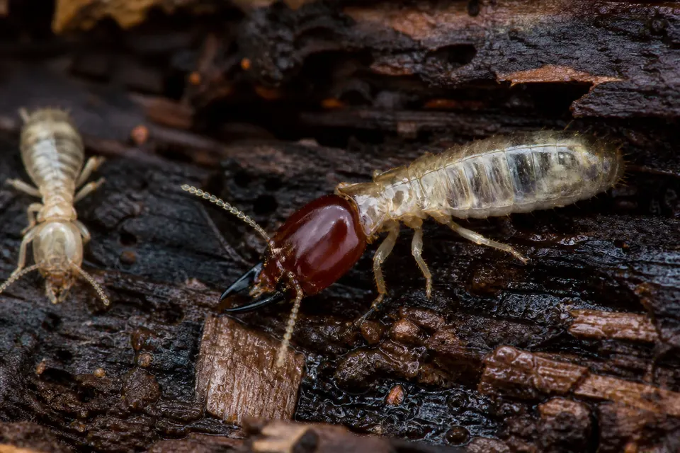 Dampwood termite (Zootermopsis and related genera) — identification photo