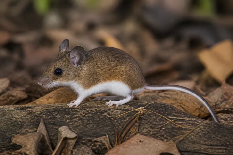 Deer mouse (Peromyscus maniculatus) — identification photo