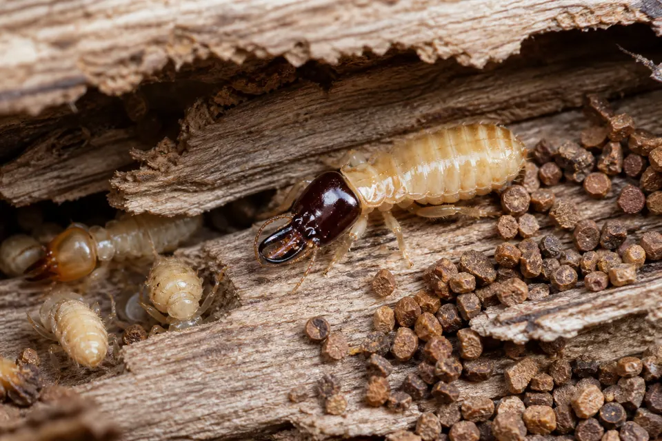 Drywood termite (Kalotermitidae (Incisitermes and others)) — identification photo