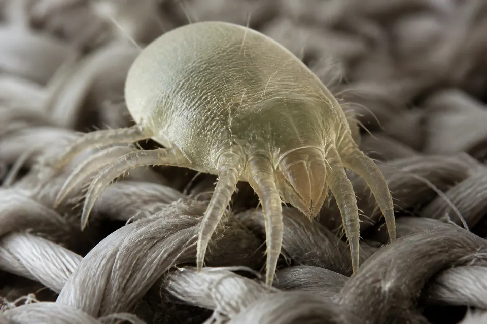 Dust mite (Dermatophagoides spp.) — identification photo