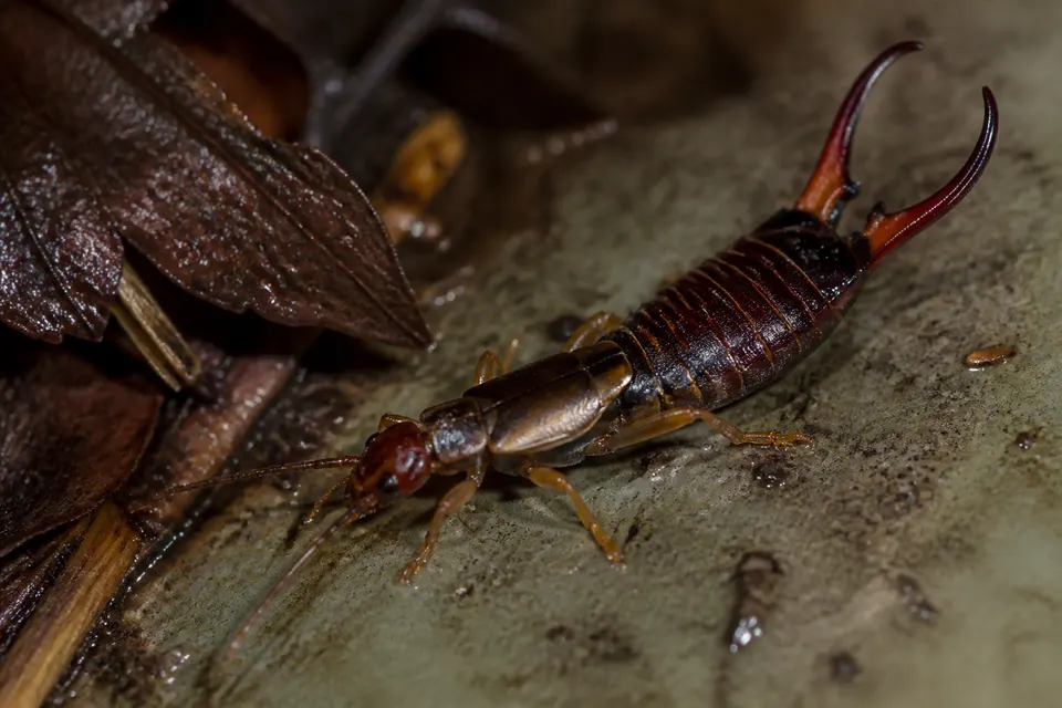 Earwig (Forficula auricularia and others) — identification photo
