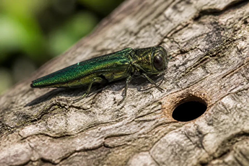 Emerald ash borer (Agrilus planipennis) — identification photo