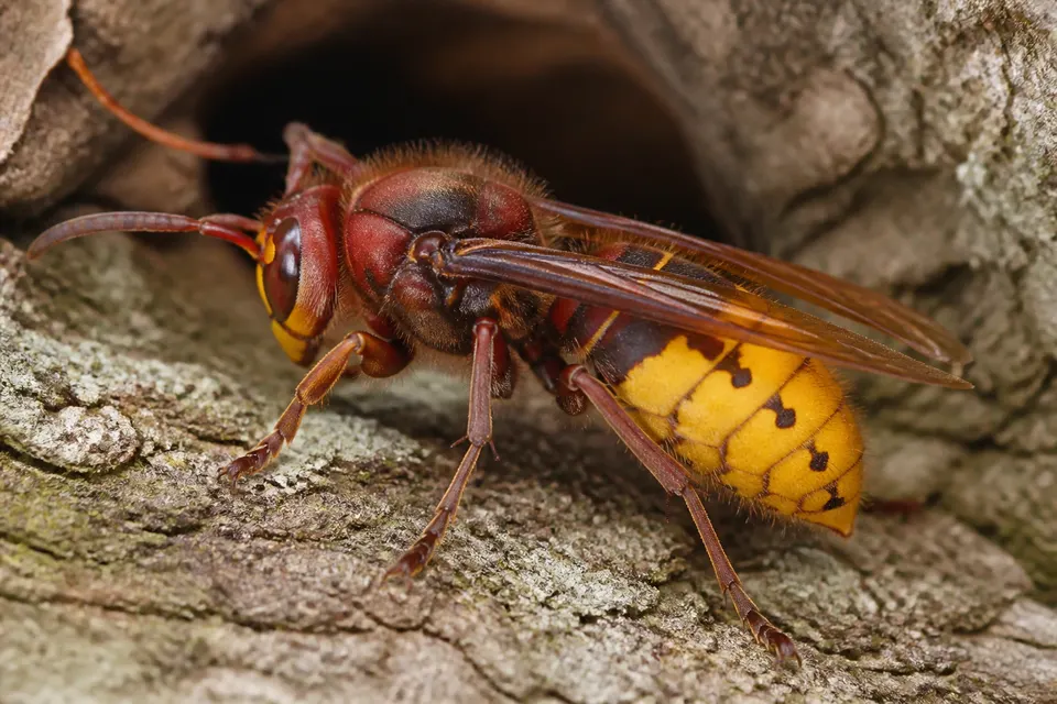 European hornet (Vespa crabro) — identification photo