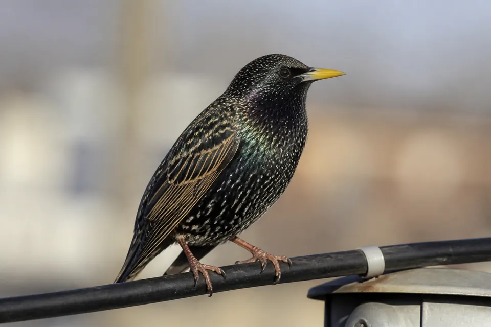 European starling (Sturnus vulgaris) — identification photo