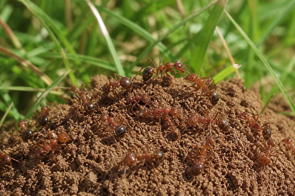 Red imported fire ant (Solenopsis invicta) — identification photo