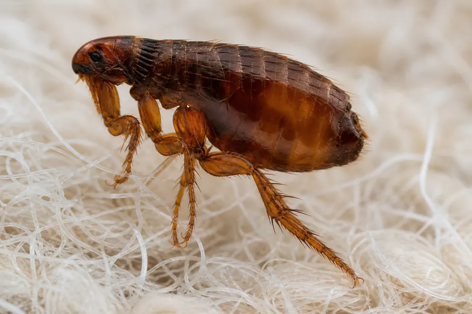 Cat flea (Ctenocephalides felis) — identification photo