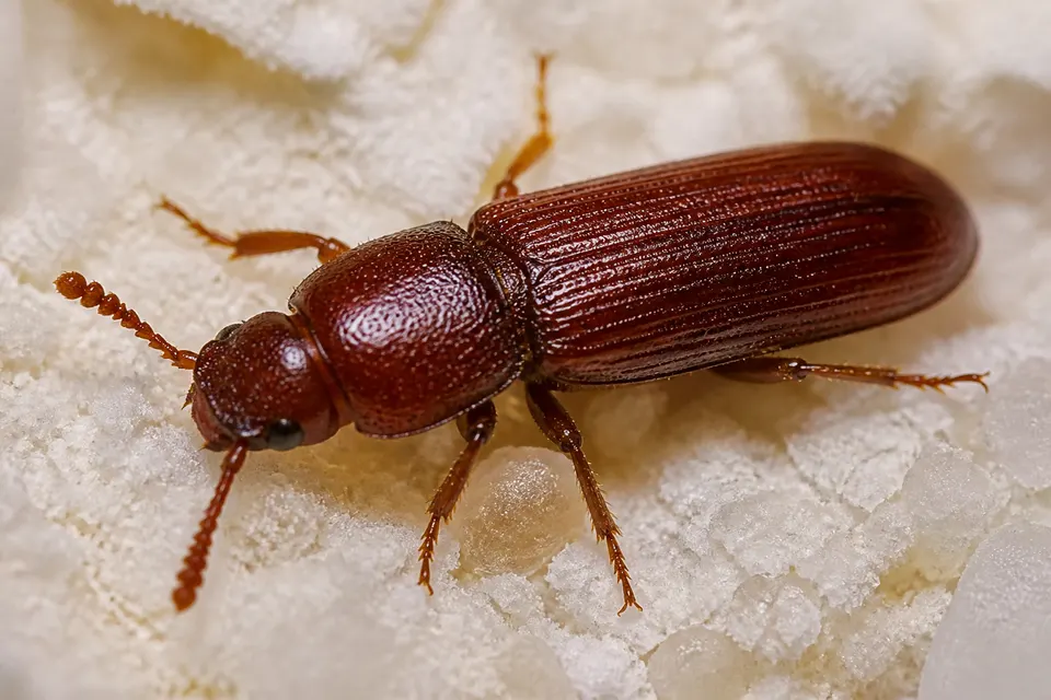 Flour beetle (Tribolium spp.) — identification photo