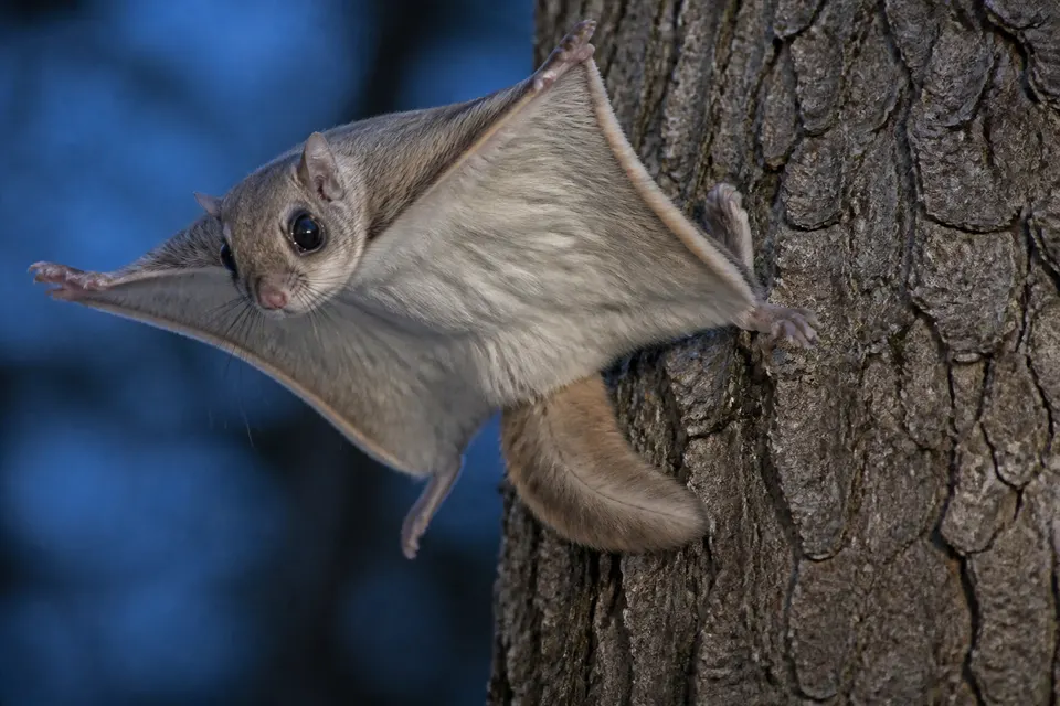 Flying squirrel (Glaucomys spp.) — identification photo