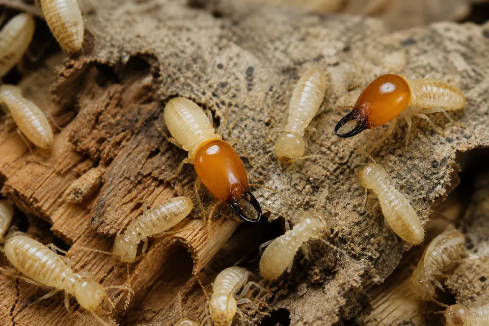 Formosan subterranean termite (Coptotermes formosanus) — identification photo