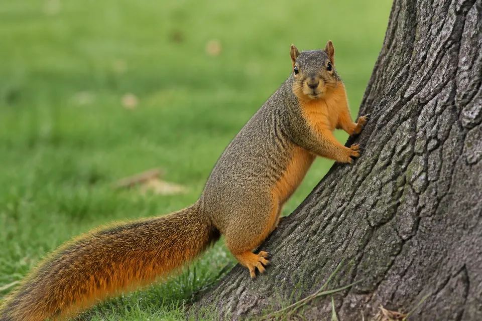 Fox squirrel (Sciurus niger) — identification photo