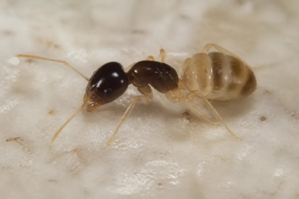 Ghost ant (Tapinoma melanocephalum) — identification photo