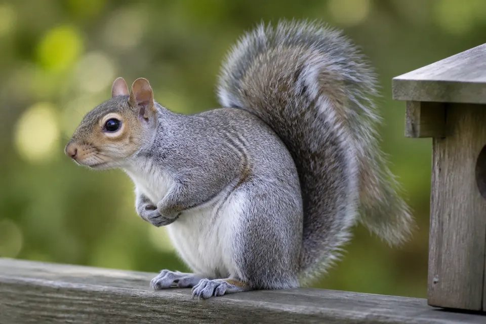 Eastern gray squirrel (Sciurus carolinensis) — identification photo