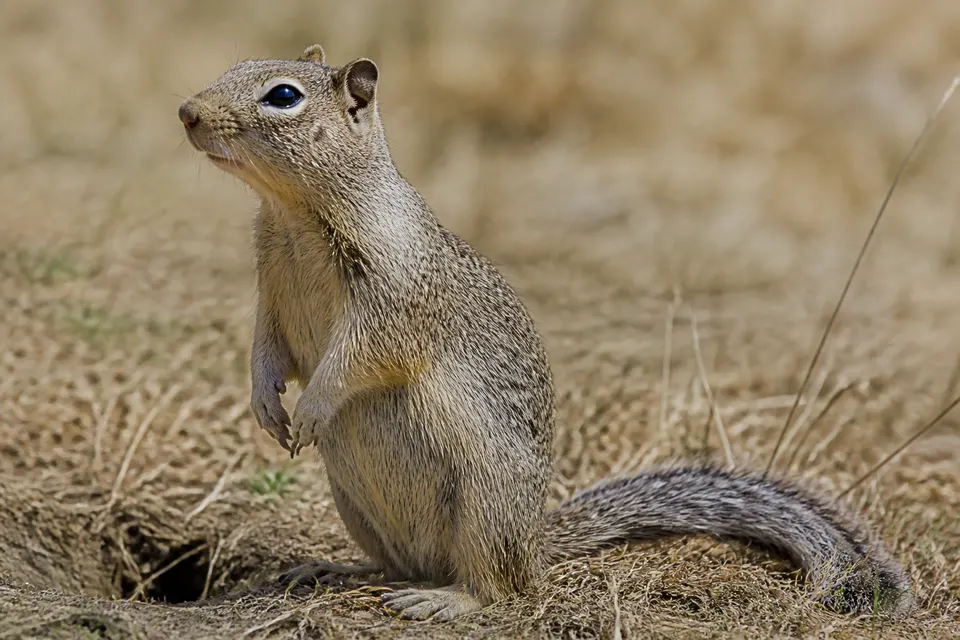 Ground squirrel (Otospermophilus and related genera) — identification photo