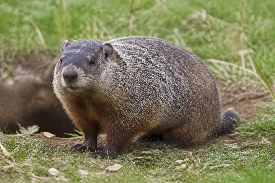 Groundhog (woodchuck) (Marmota monax) — identification photo