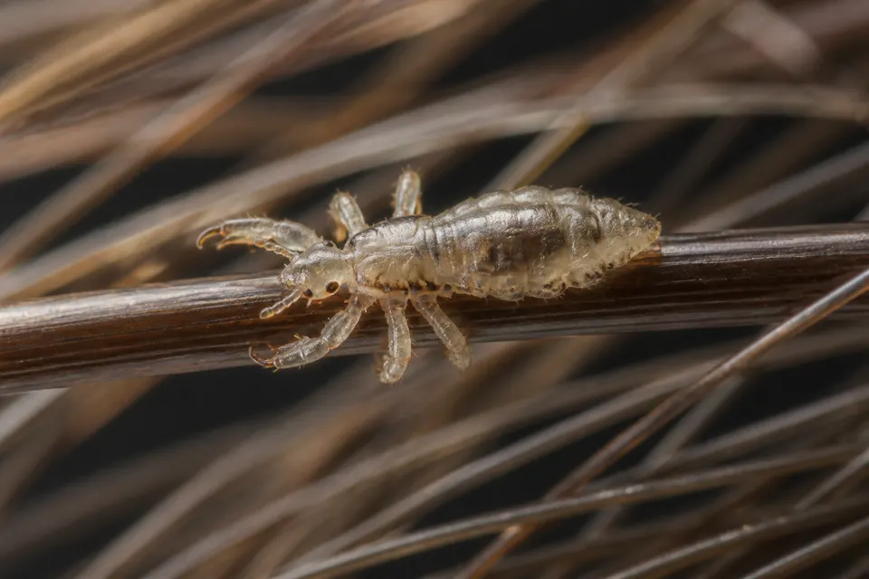 Head louse (Pediculus humanus capitis) — identification photo