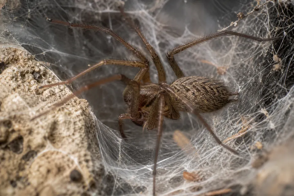Hobo spider (Eratigena agrestis) — identification photo