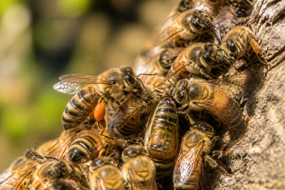 Honey bee (swarms and structure occupancy) (Apis mellifera) — identification photo