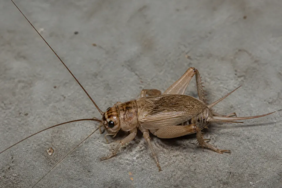 House cricket (Acheta domesticus) — identification photo